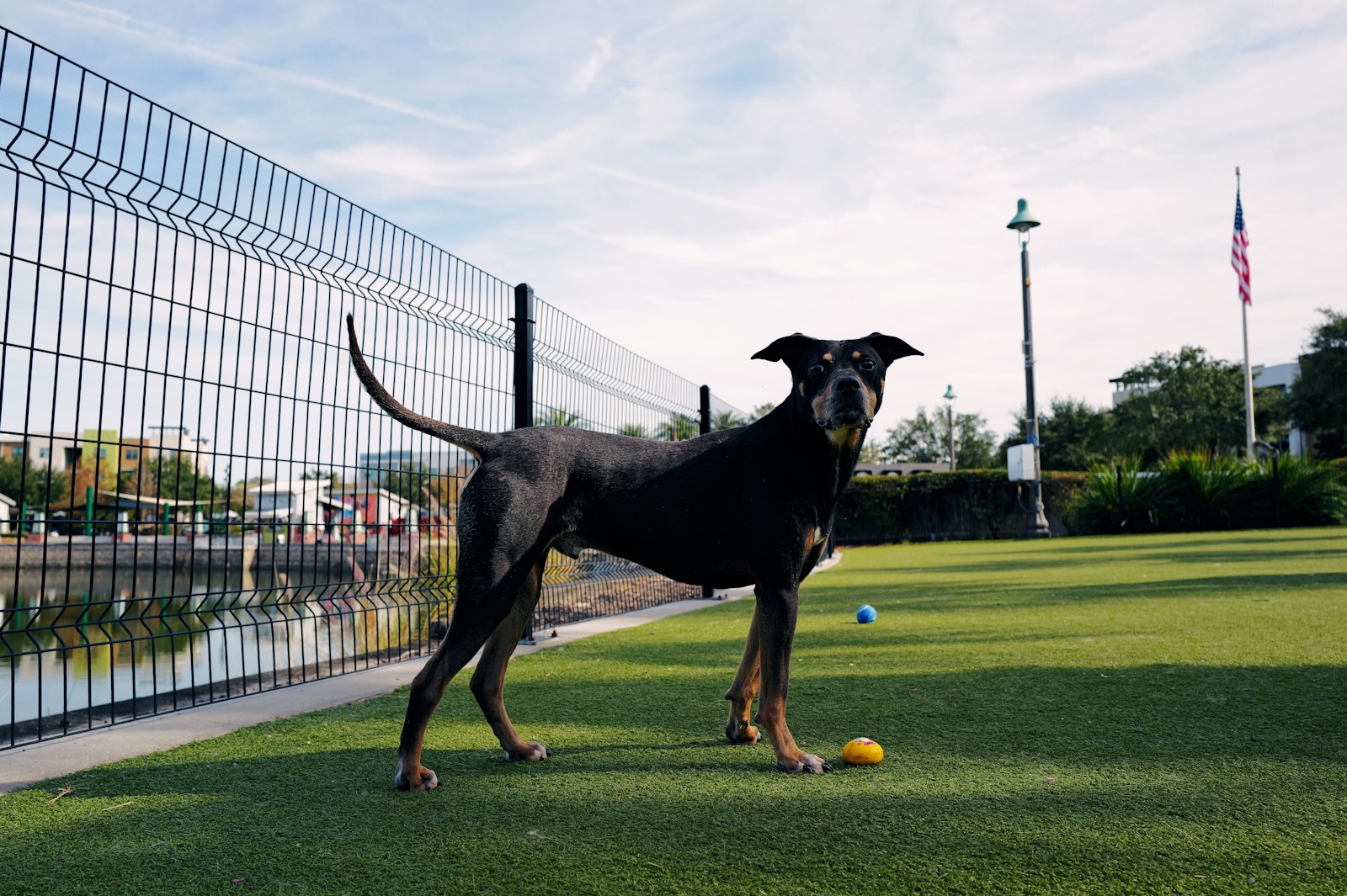 A black dog standing on top of a lush green field