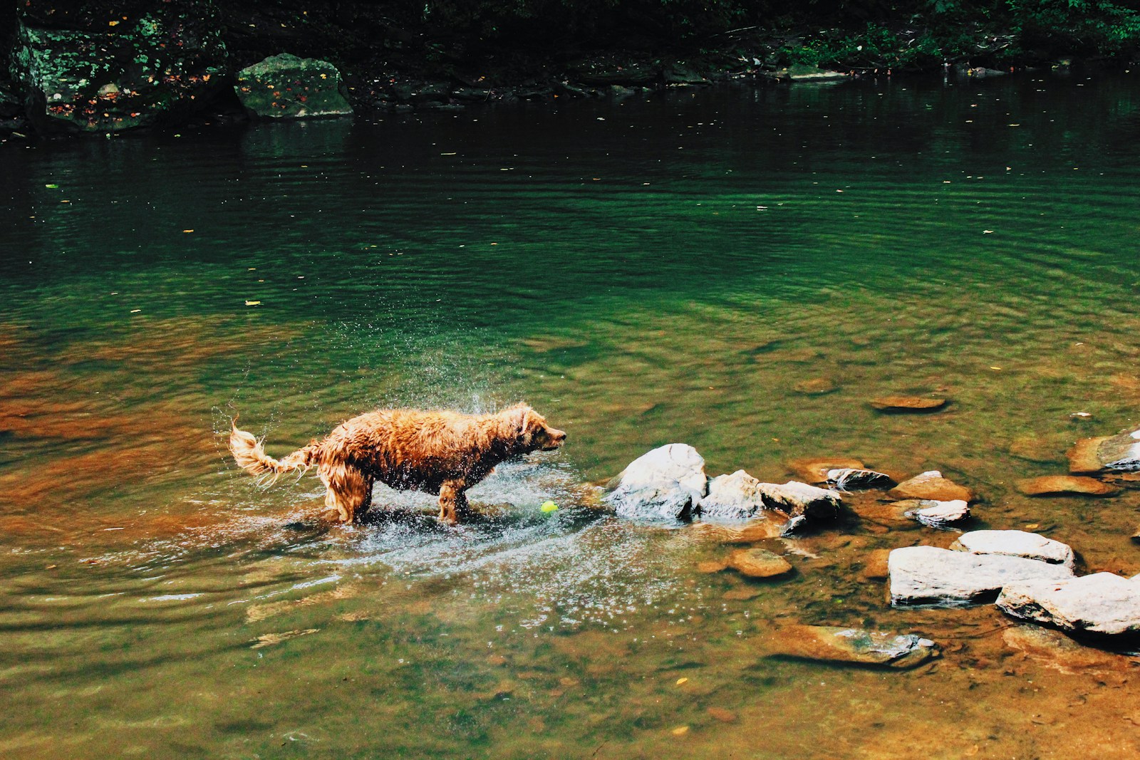 dog on river