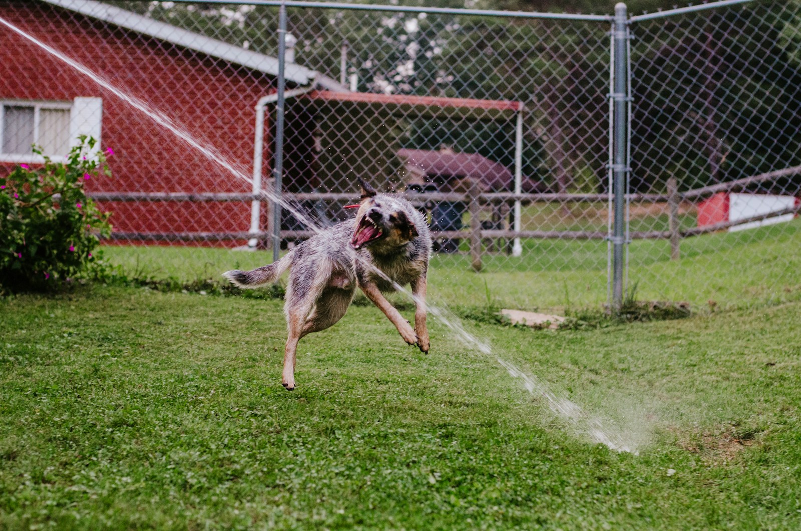 a dog that is standing in the grass