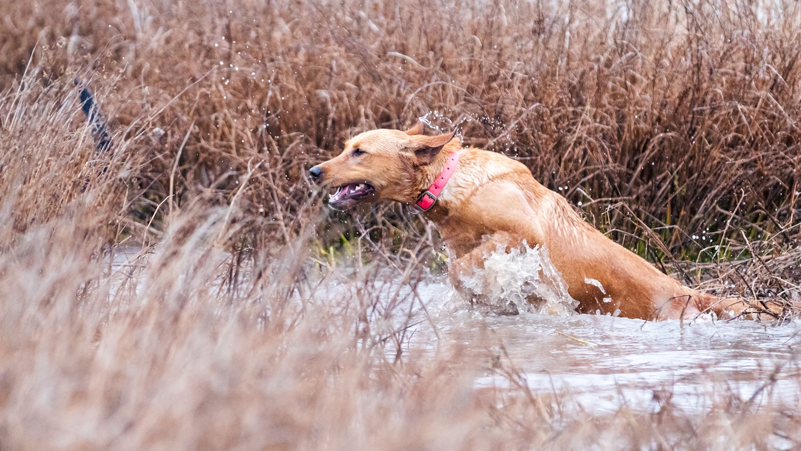 a large brown dog lying on top of a dry grass field