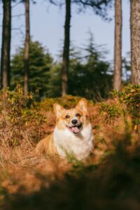 A happy corgi dog lying in autumn foliage