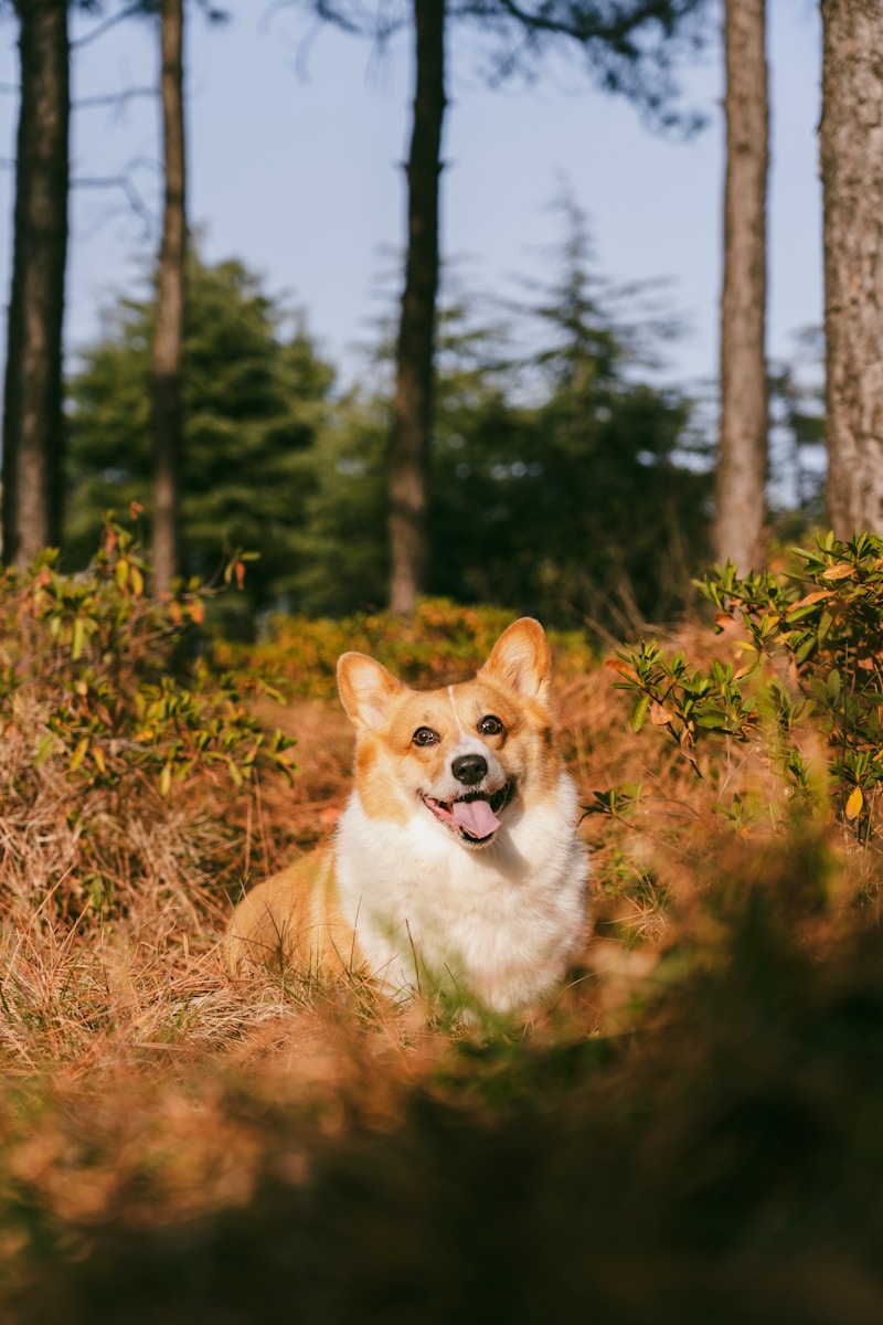 A happy corgi dog lying in autumn foliage