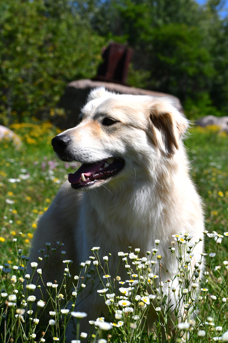 white long coated dog on green grass field during daytime