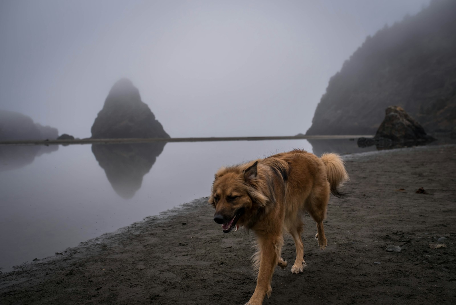 brown short coated dog on gray sand near body of water during daytime