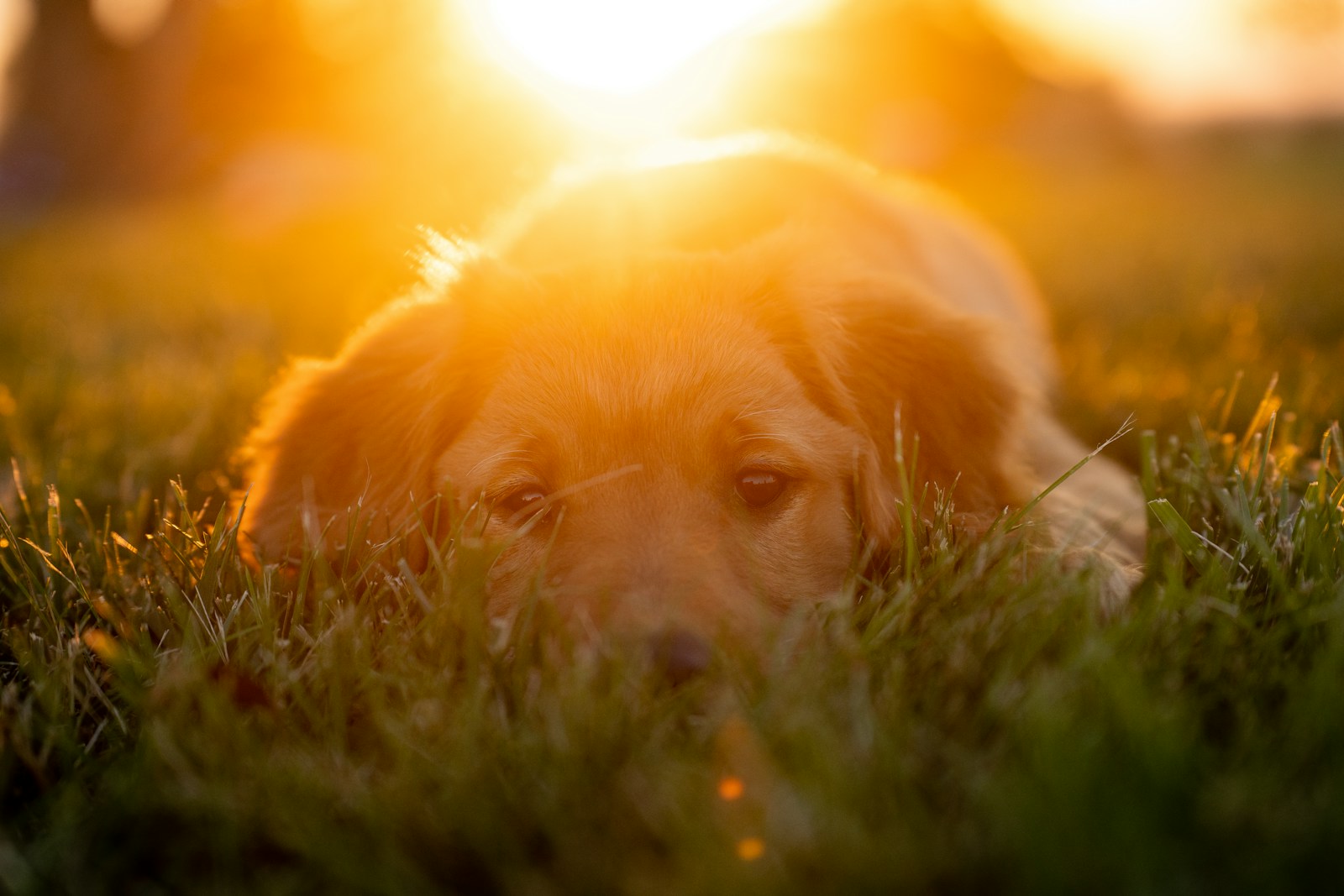 golden retriever puppy lying on green grass during daytime