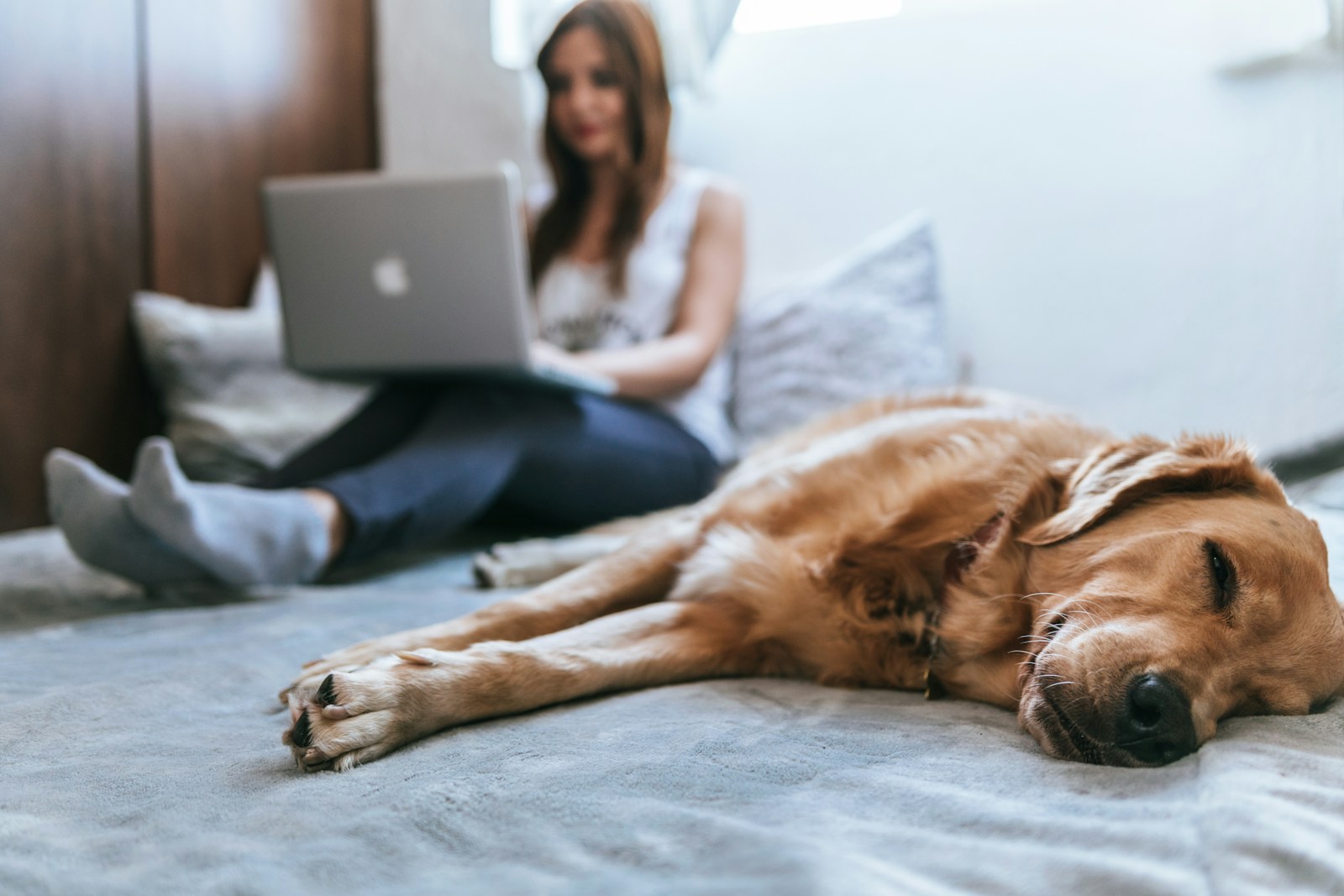 Pet Insurance Quotes: A Complete Guide to Comparing Pet Insurance in 2026
