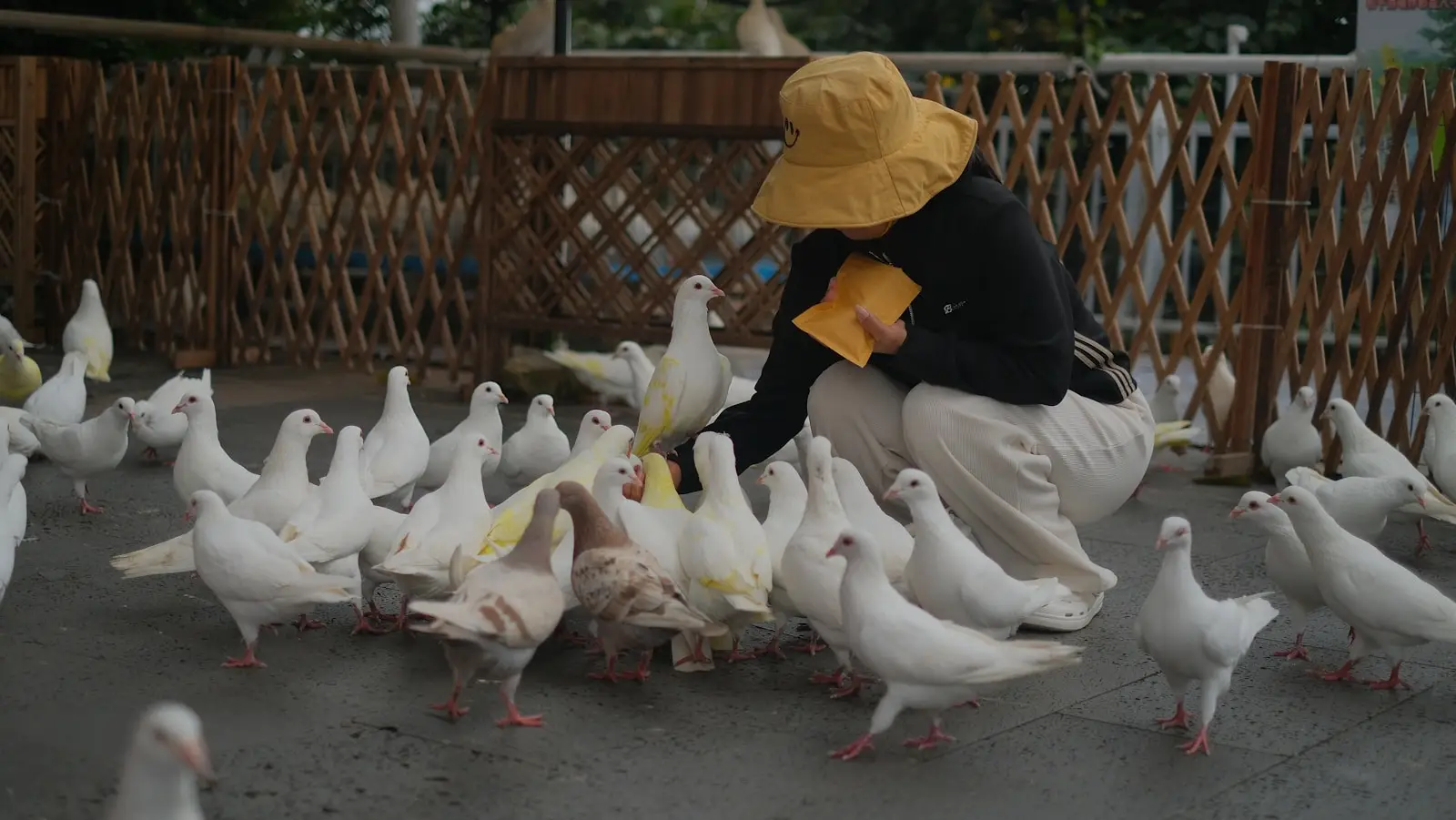 A person feeds a flock of white pigeons.